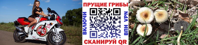 Купить где  Феодосия  Псилоцибиновые грибы Psilocybine cubensis 